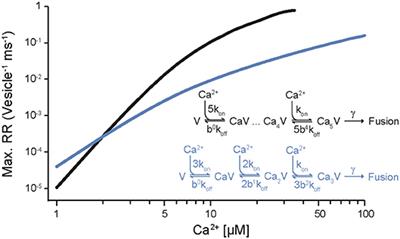 Synaptotagmin Ca2+ Sensors and Their Spatial Coupling to Presynaptic Cav Channels in Central Cortical Synapses